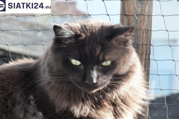 Siatki Lubsko - Zabezpieczenie balkonu siatką - Kocia siatka - bezpieczny kot dla terenów Lubska